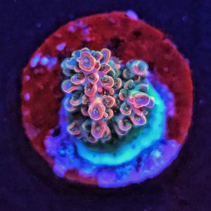 Acropora TK Pink Lady