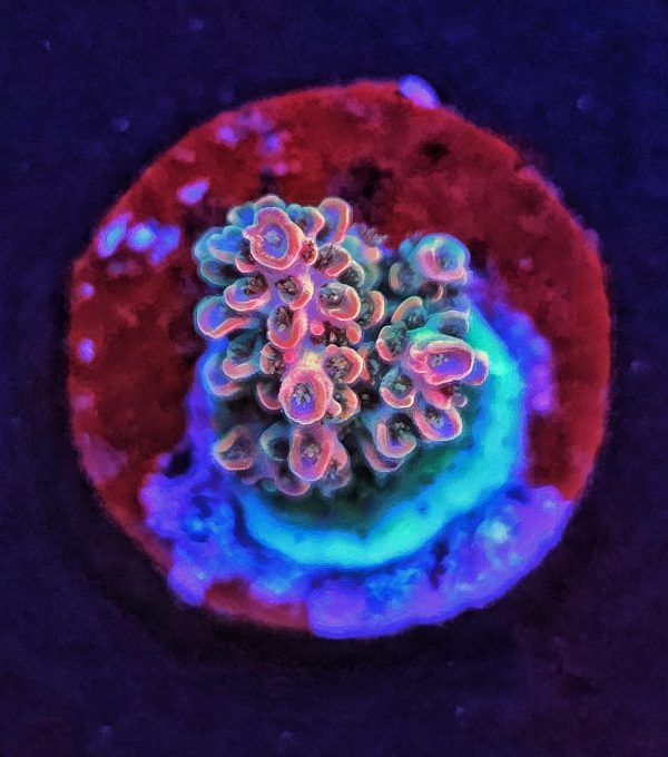 Acropora TK Pink Lady