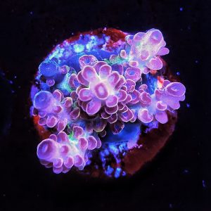Acropora Rainbow Houdini WYSIWYG