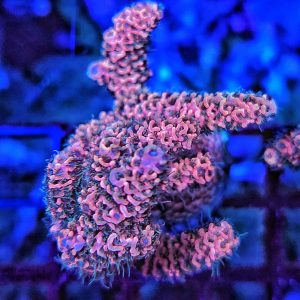 Acropora Pink Millepora green Polyp's WYSIWYG