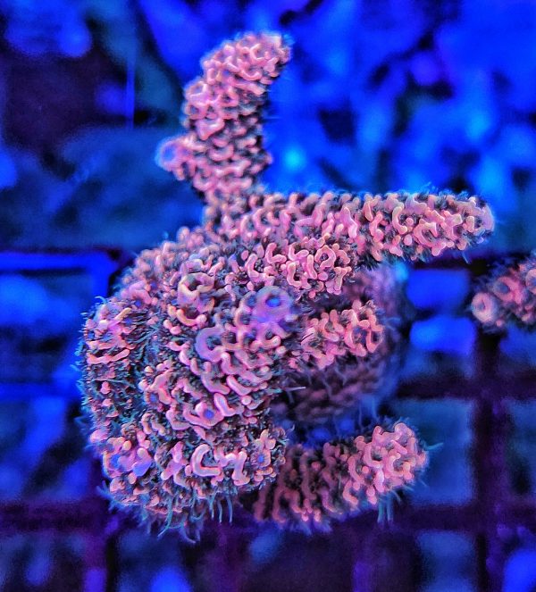 Acropora Pink Millepora green Polyp's WYSIWYG