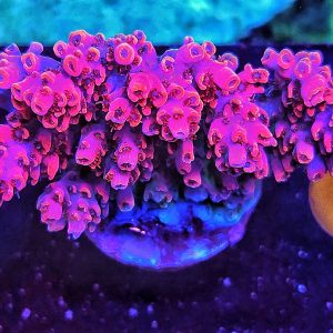 Acropora Hyacinthus Red Devil WYSIWYG