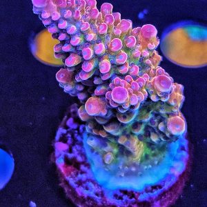 Acropora TK Matzes Dream WYSIWYG