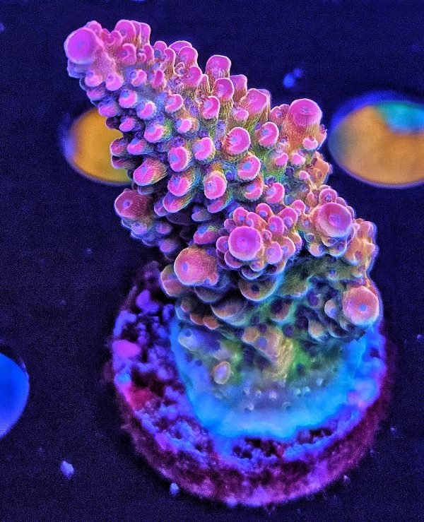 Acropora TK Matzes Dream WYSIWYG