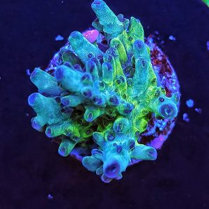 Aussie Table Acropora green blue WYSIWYG