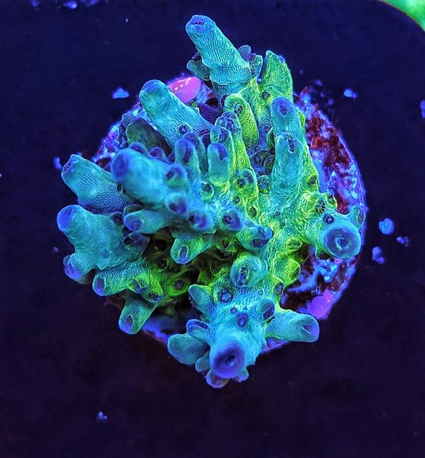 Aussie Table Acropora green blue WYSIWYG