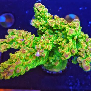 Acropora Sour Patch WYSIWYG XL