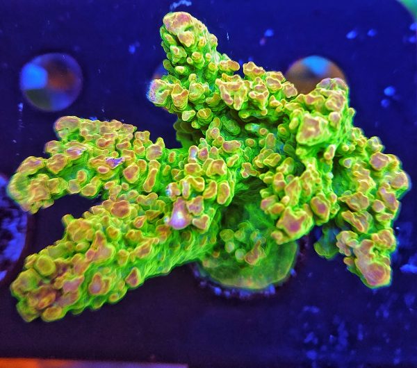 Acropora Sour Patch WYSIWYG XL