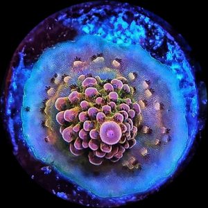 Acropora TK Matzes Dream WYSIWYG