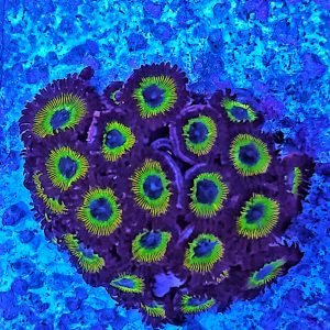 Zoanthus Mean Green WYSIWYG L