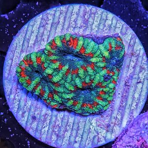 Micromussa Lordhowensis WYSIWYG