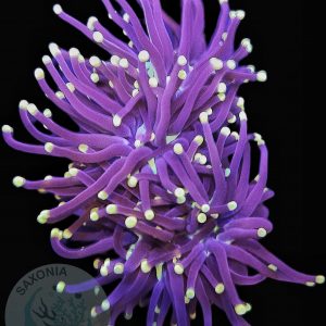 Euphyllia Glabrescens Black 3 Köpfe