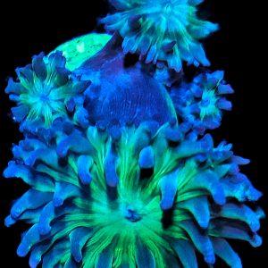 Bartkoralle Axfugia Duncanopsammia