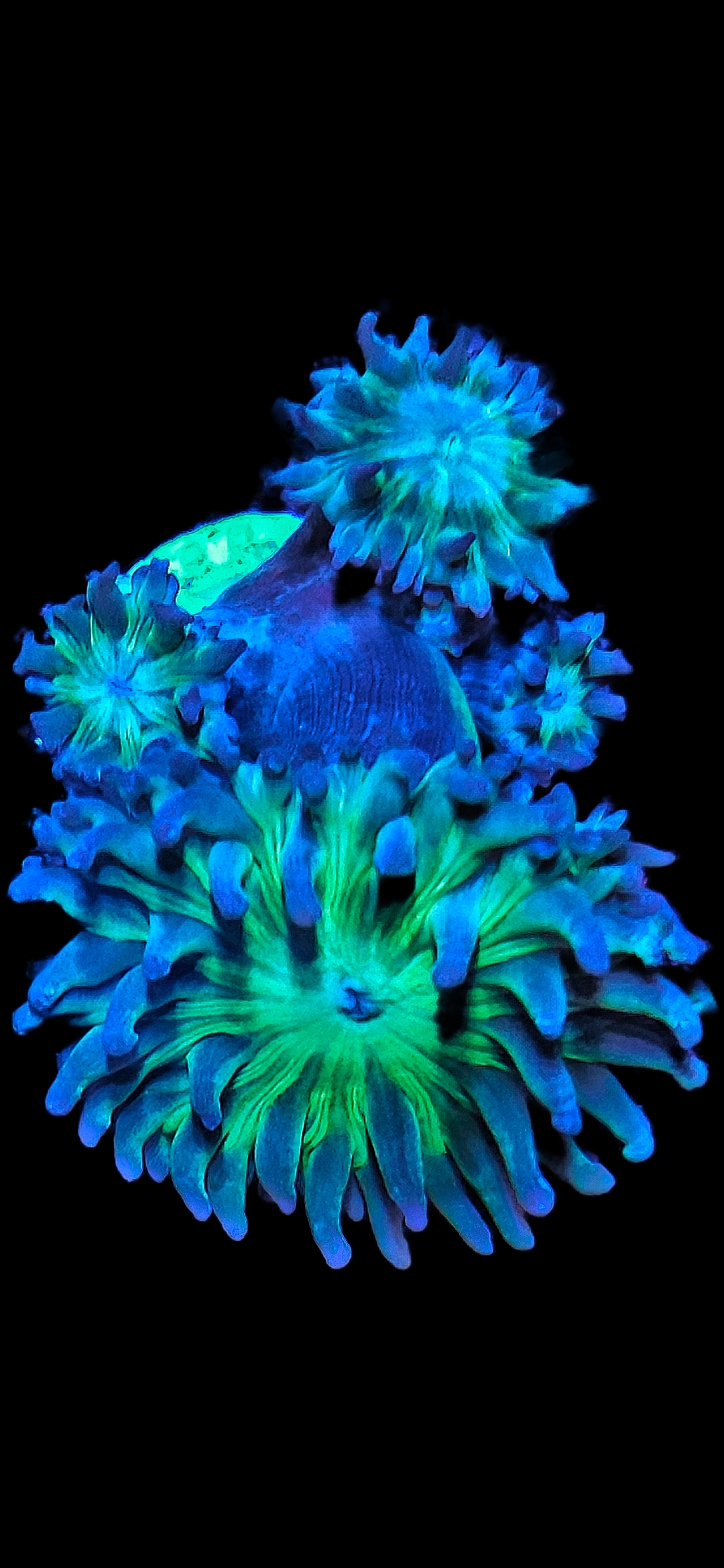 Bartkoralle Axfugia Duncanopsammia