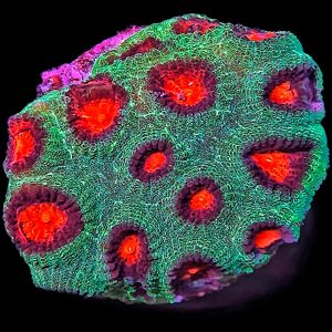 Hirnkoralle Favia Green / red