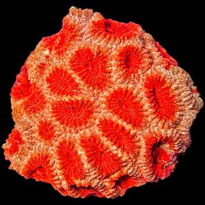 Hirnkoralle Favia red / yellow