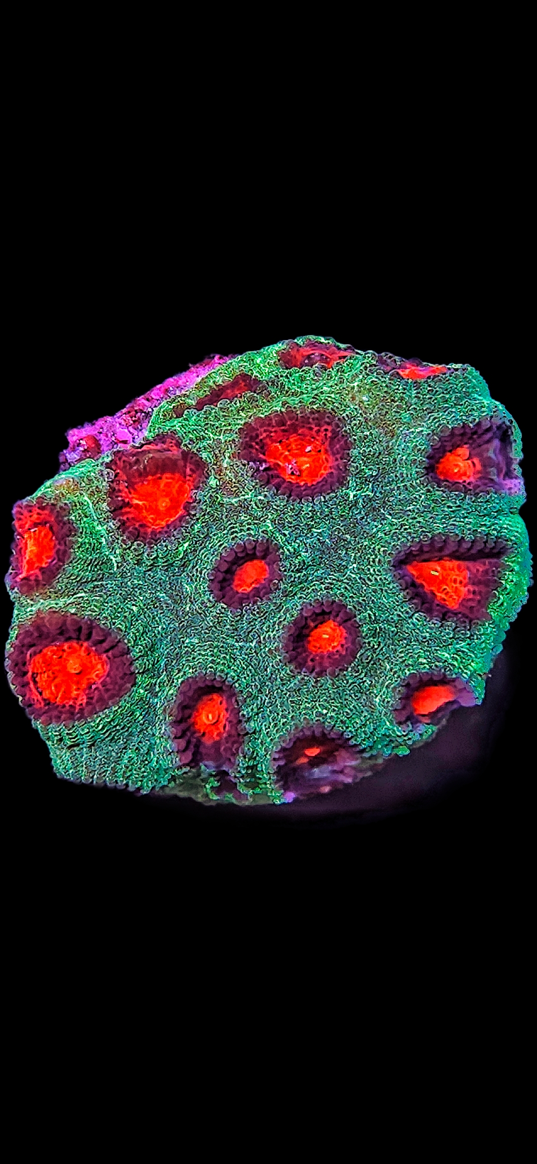 Hirnkoralle Favia Green / red