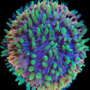 Fungia Rainbow WYSIWYG XL