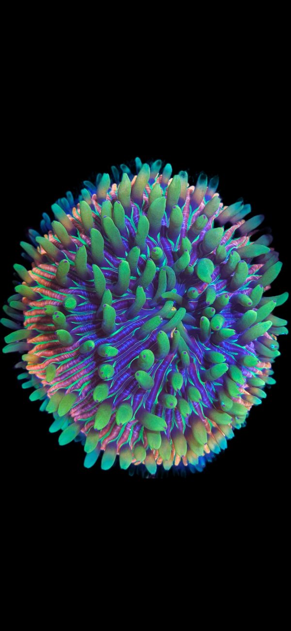 Fungia Rainbow WYSIWYG XL