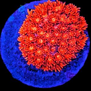 Goniopora Red WYSIWYG