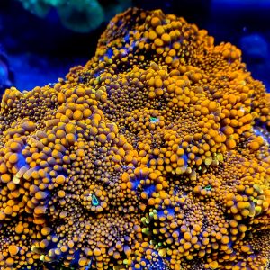 Ricordea Yuma Scheibenanemone