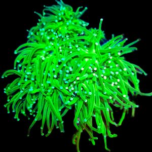 Euphyllia Glabrescens Toxic Green 3 Köpfe