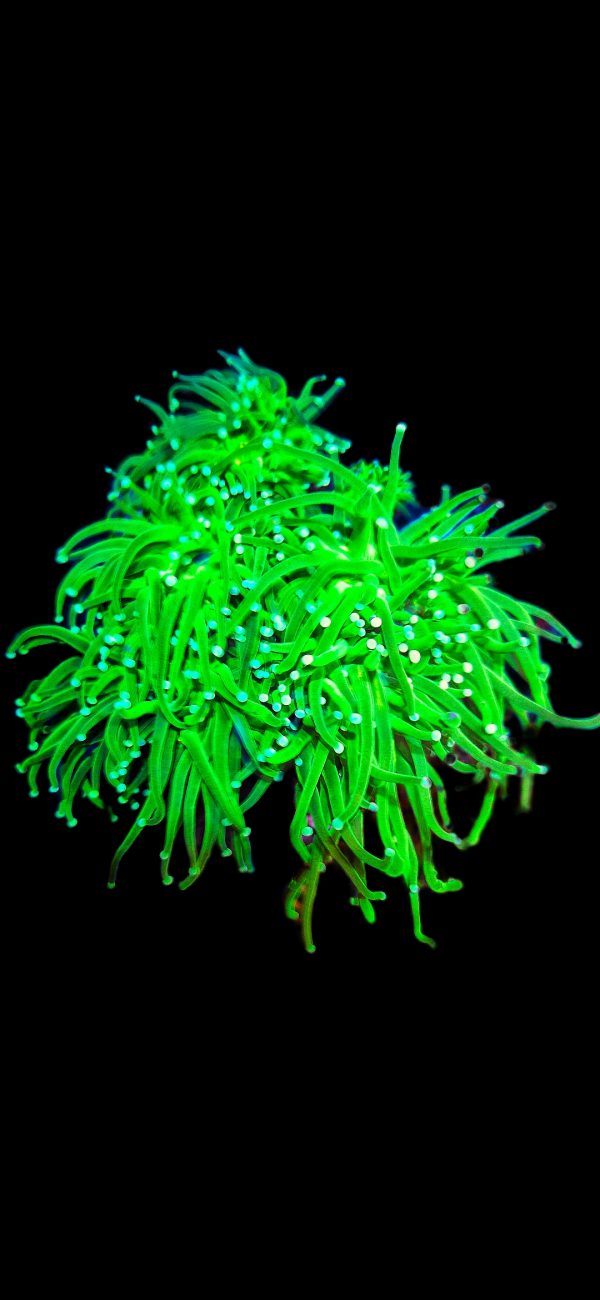 Euphyllia Glabrescens Toxic Green 3 Köpfe