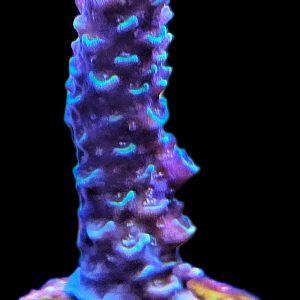Acropora Blue Stag WYSIWYG