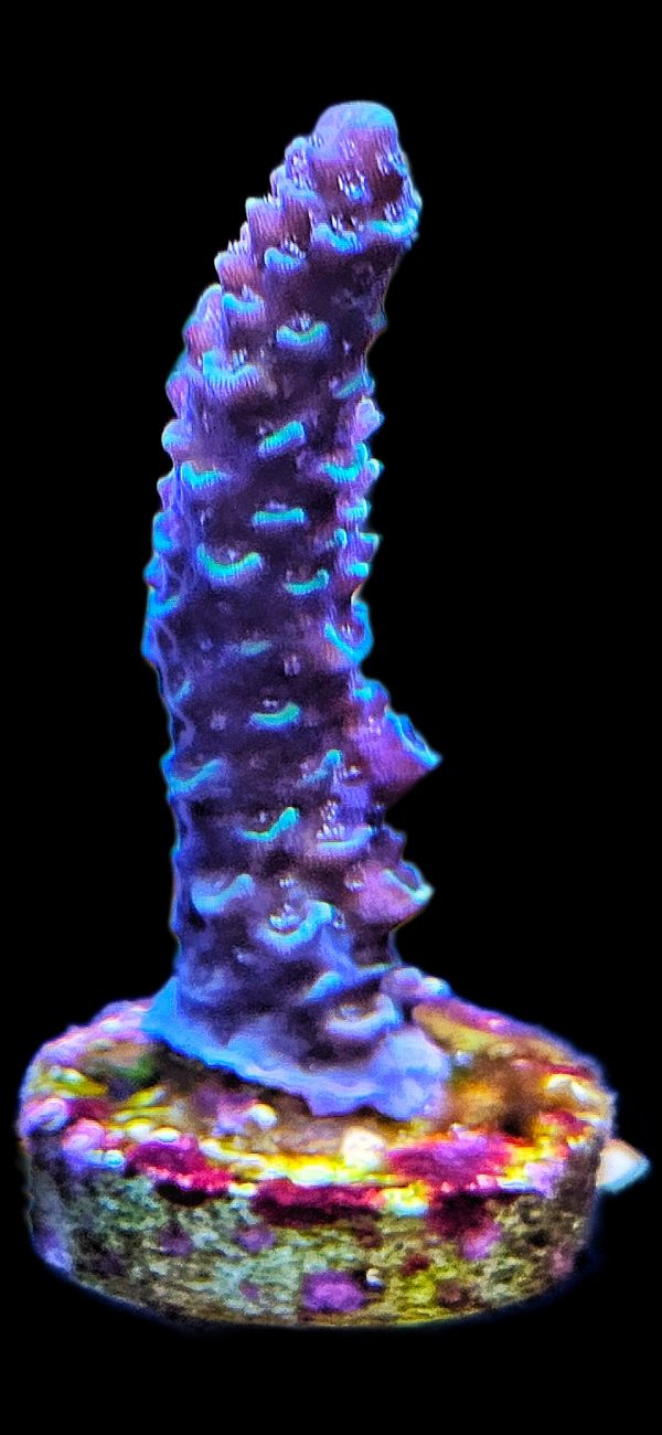 Acropora Blue Stag WYSIWYG
