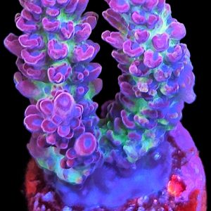 Acropora Rainbow Houdini WYSIWYG