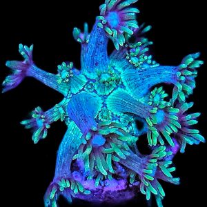 Goniopora green WYSIWYG
