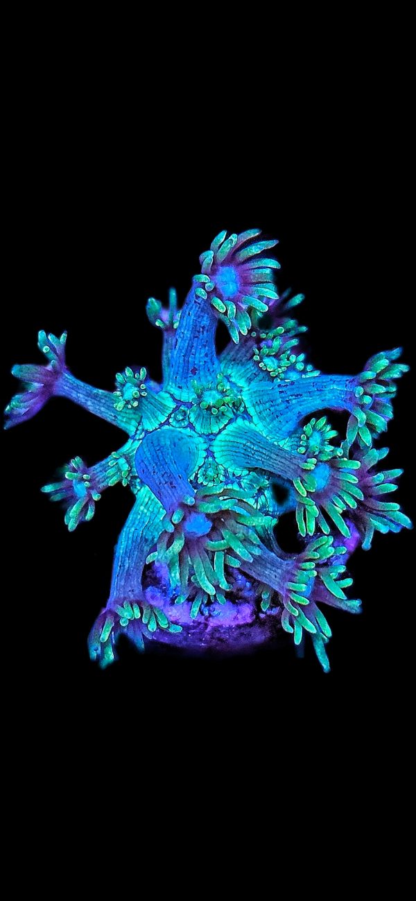 Goniopora green WYSIWYG