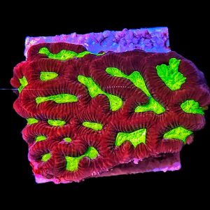 Hirnkoralle Favia Neon green WYSIWYG