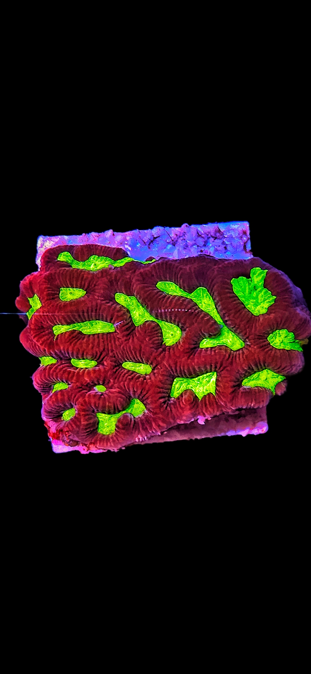 Hirnkoralle Favia Neon green WYSIWYG