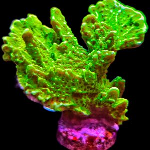 Montipora Confusa