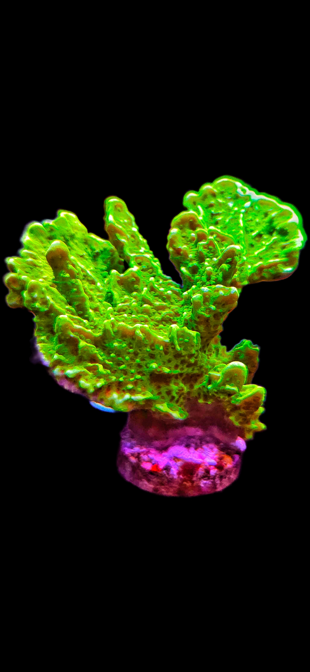 Montipora Confusa
