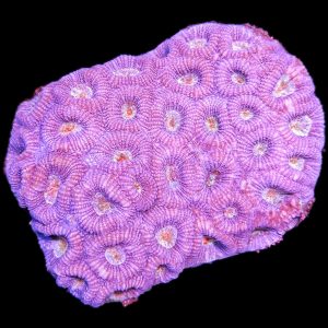 Goniastrea sp. WYSIWYG