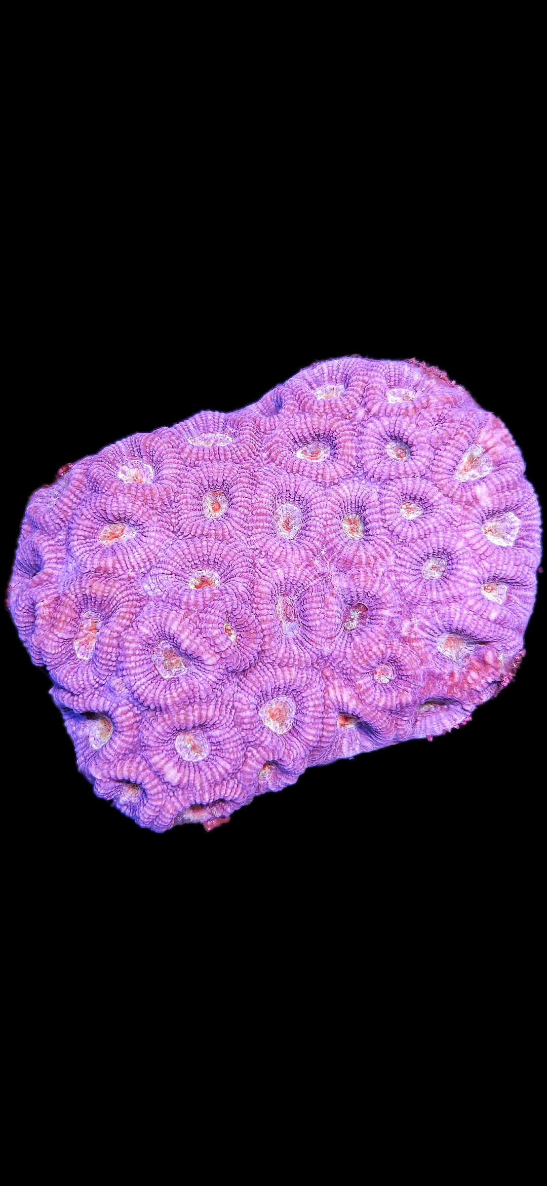 Goniastrea sp. WYSIWYG