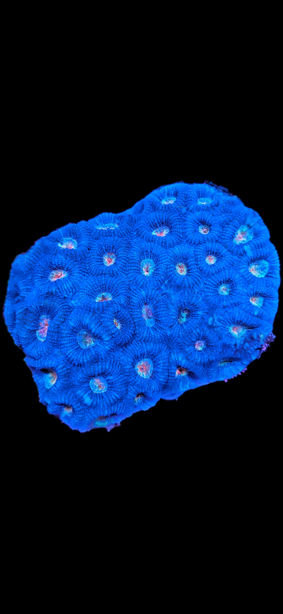 Goniastrea sp. WYSIWYG – Bild 2