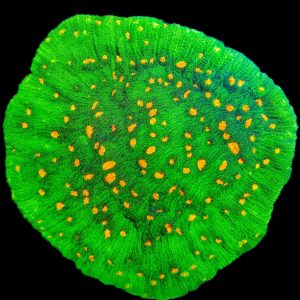 Chalice Space Invader WYSIWYG