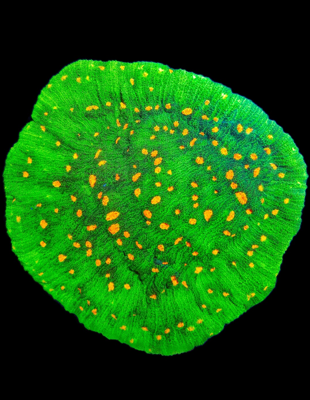 Chalice Space Invader WYSIWYG