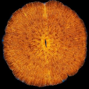 Fungia Orange WYSIWYG