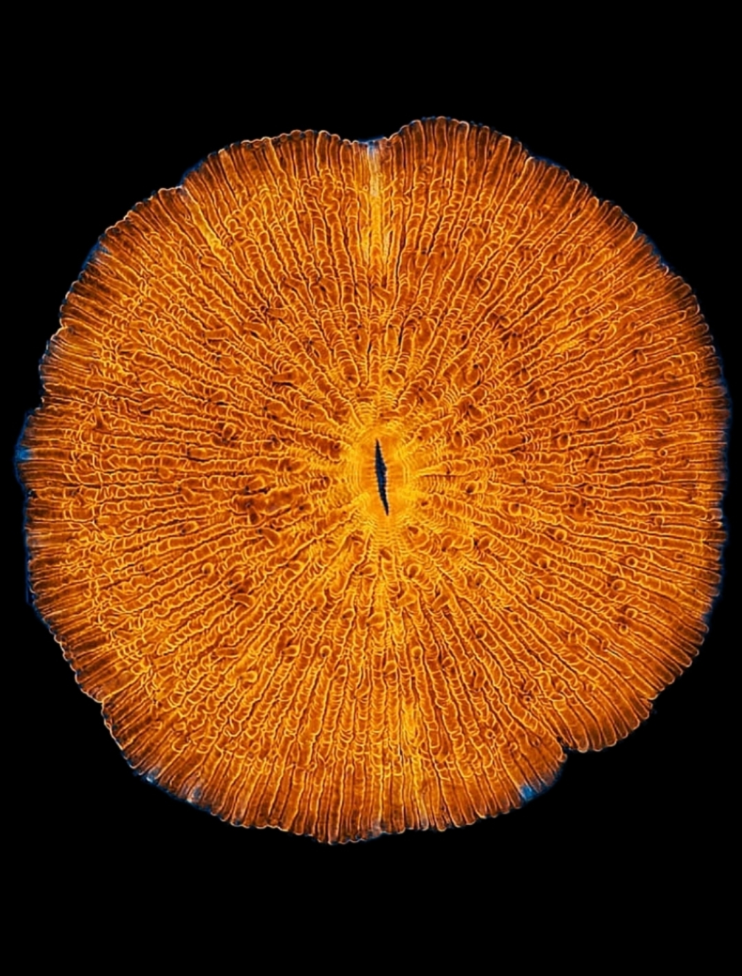 Fungia Orange WYSIWYG