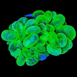 Plerogyra Sinuosa Blasenkoralle green