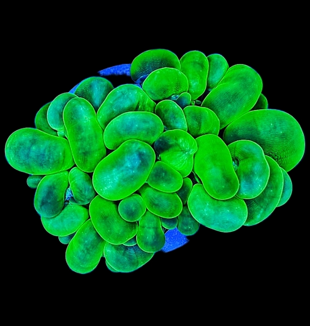 Plerogyra Sinuosa Blasenkoralle green