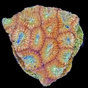 Hirnkoralle Favia Orange