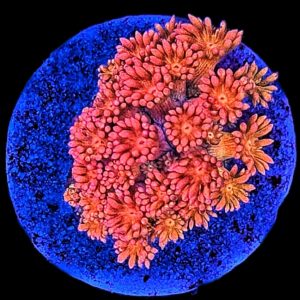 Goniopora Rainbow WYSIWYG