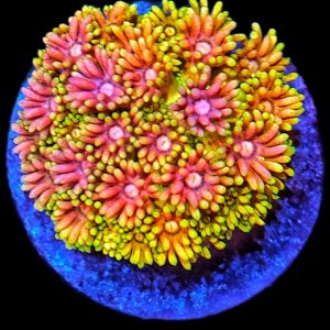 Goniopora Rainbow WYSIWYG