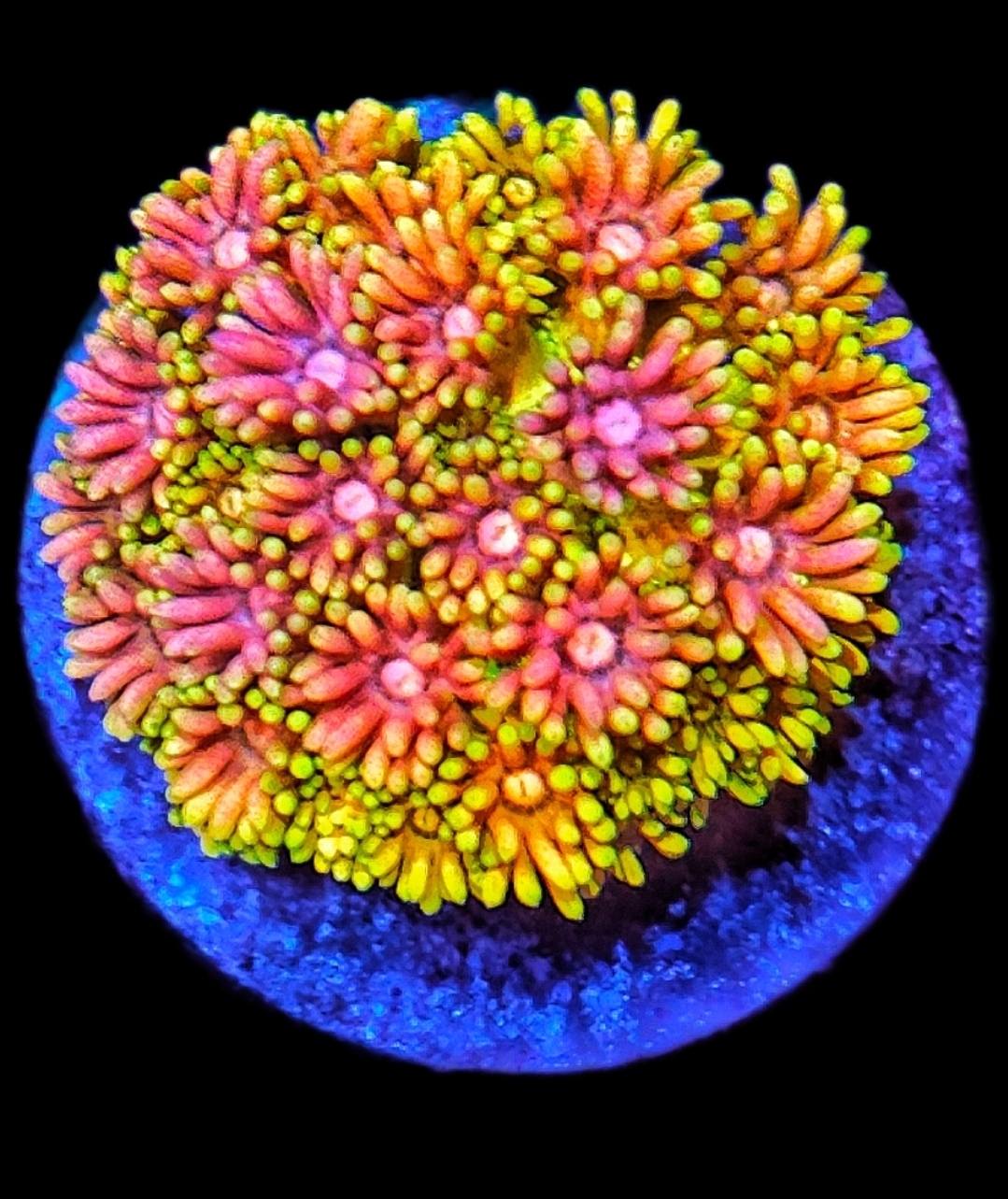 Goniopora Rainbow WYSIWYG