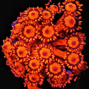 Goniopora Red WYSIWYG